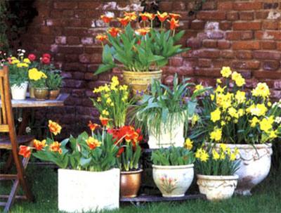 Как выращивать тюльпаны в горшках и ящиках - фото
