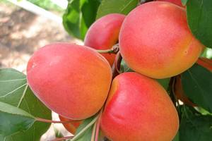 Персиковая слива - красивый быстрорастущий сорт с вкуснейшими и полезными плодами с фото