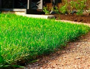 Как выбрать газонную траву: обзор газонных смесей, советы дачников, фото с фото