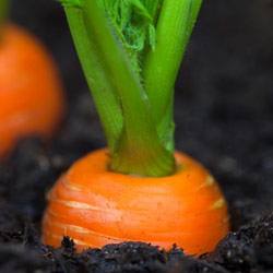Лучшие сорта моркови с подробным описанием - фото