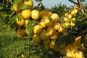 Обзор лучших сортов абрикоса для средней полосы России: особенности выращивания и ухода с фото