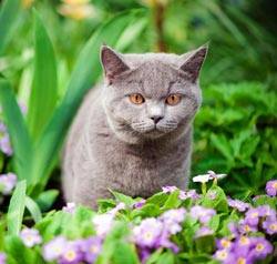 Какие запахи кошки не любят: чем отпугнуть животное в саду и на даче - фото