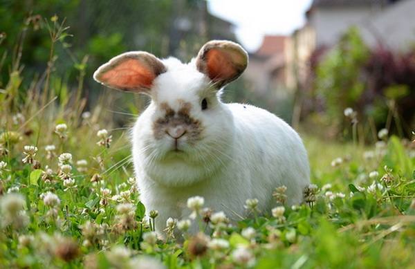 Трава в рационе декоративных кролей - фото