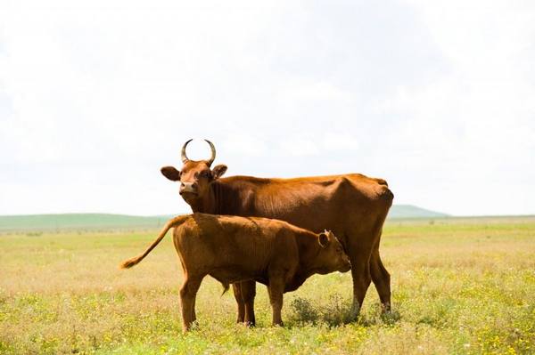 Калмыцкая порода коров и ее характеристика - фото