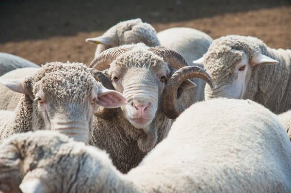 Отличительные черты калмыцкой породы овец с фото