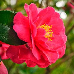 Камелия садовая: чудо на вашем участке, похожее на розу - фото