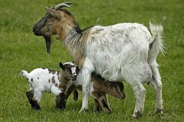 Карликовые камерунские козы в хозяйстве - фото