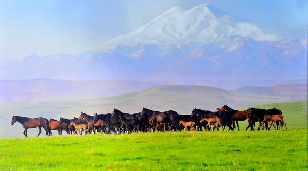 Легенды Карачая - лошади Кавказских гор - фото