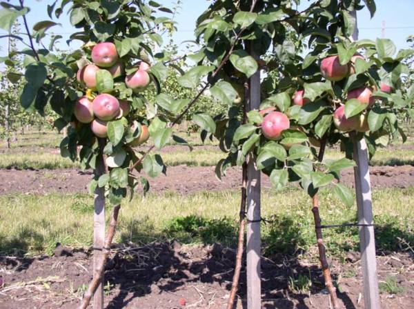 Карликовые подвои яблонь и груш - фото