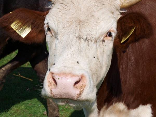 Казахская белоголовая порода коров мясного направления с фото