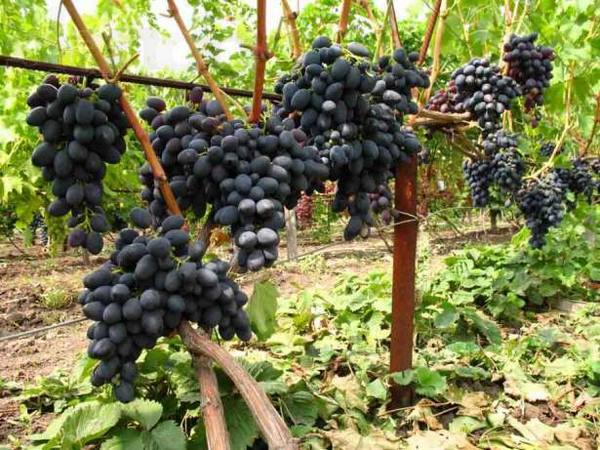 Бескосточковый сорт Кишмиша - черный виноград - фото