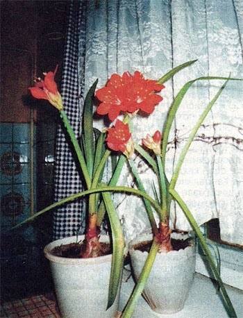 Кливия - комнатный цветок для начинающих цветоводов - фото