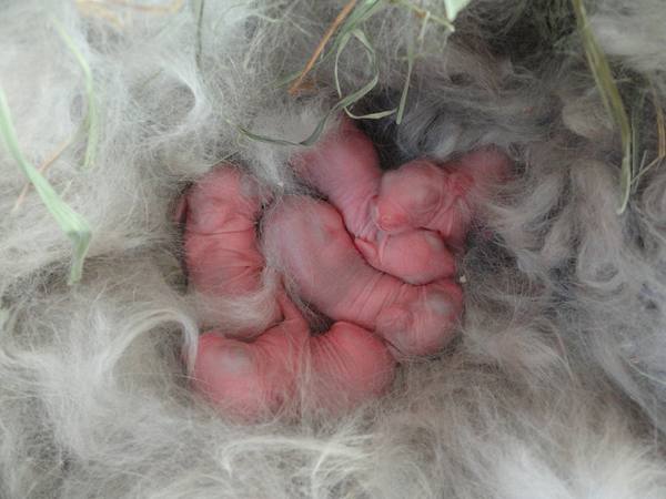 Все самое интересное о новорожденных крольчатах - фото