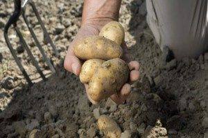 Когда копать картошку - собираем урожай после цветения - фото