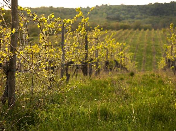 Как посадить и вырастить виноград в Сибири - фото