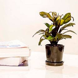 Кордилина: выращивание и размножения в комнате, причины подсыхания и скручивания листьев с фото