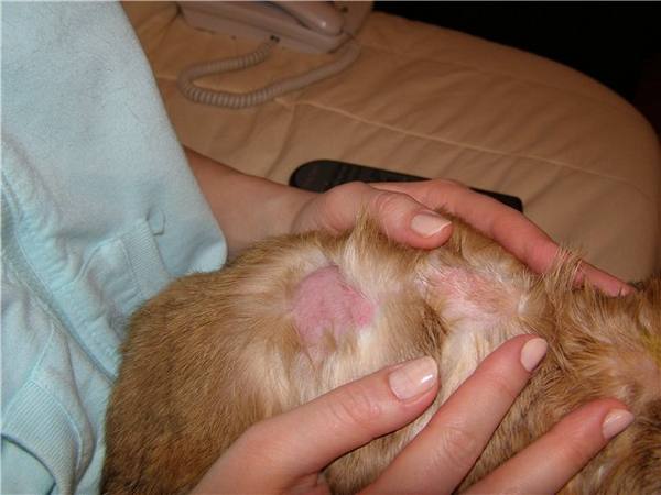 Кожные недуги у кроликов: как спасать ценную шубку? - фото