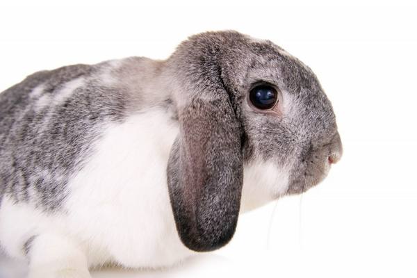 Кролики породы баран  особенности породы - фото