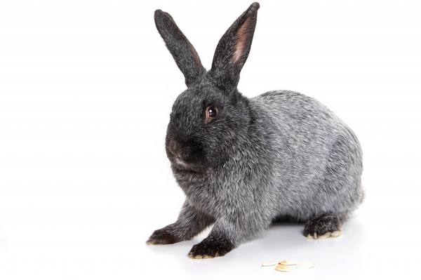 Кролики полтавское серебро - фото