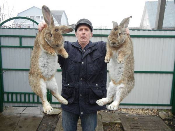 Кролики-великаны - гордость кролиководов - фото