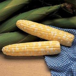 Особенности выращивания кукурузы в Сибири - фото
