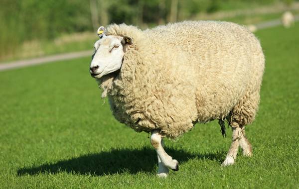 Отличительные особенности куйбышевской породы овец - фото