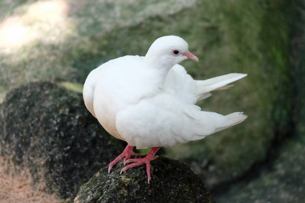 Ласота для голубей и птиц против болезни Ньюкасла - фото
