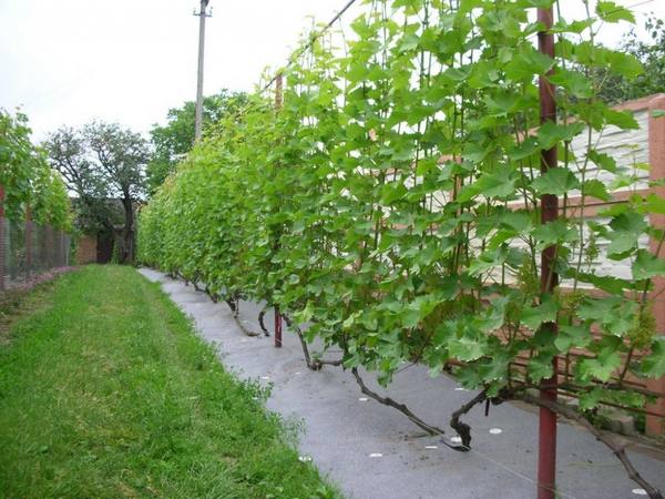 Как правильно садить виноград - секреты ухода - фото