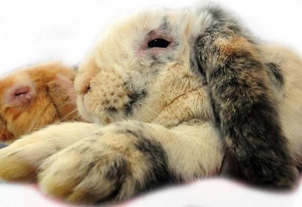Опасное заболевание кролей - Миксоматоз с фото