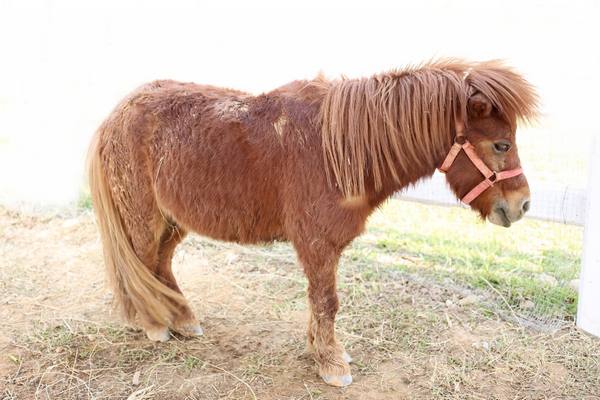 Карликовая мини-лошадь - фото