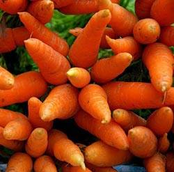 Описание и характеристики моркови сорта Алтайская лакомка - фото