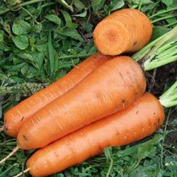 Морковь сорта Канада f1: овощ для тяжелого грунта Описание и характеристика - фото