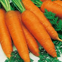 Морковь с поэтичным названием Описание и отзывы о сорте Королева осени - фото