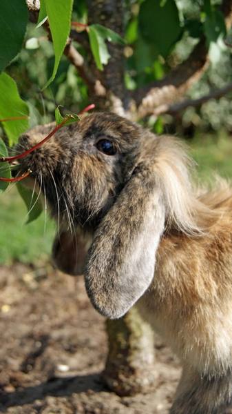 Можно ли давать кроликам листья - фото