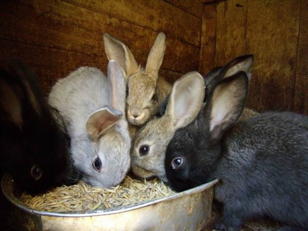 Как правильно кормить кроликов пшеницей? с фото