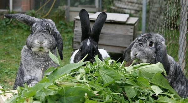 Конский щавель для кроликов: полезно или нет? - фото