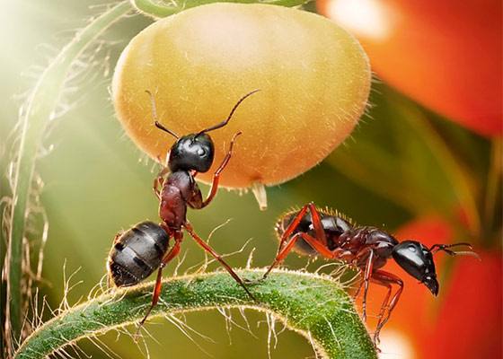 Как выгнать муравьев из теплицы с помидорами - фото