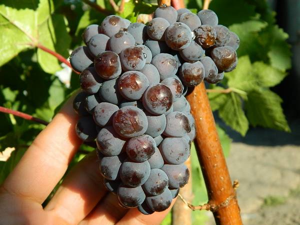 Универсальный сорт винограда Мускат Голодриги с фото