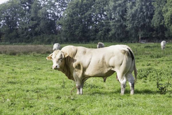 Мясные породы быков и коров - фото