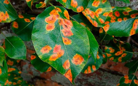 Почему на листьях груш появляются красные пятна и как этого избежать с фото