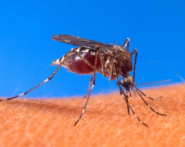 Натуральное и эффективное средство от комаров - фото
