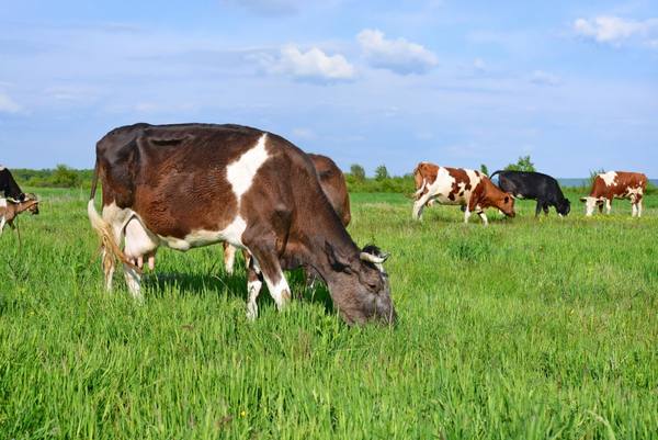 Особенности дерматита у коровы - фото