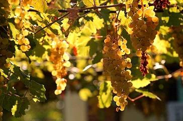 Как правильно обрезать виноград осенью - фото