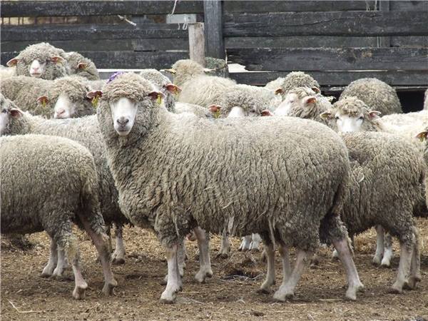 Какие существуют мясные породы овец? с фото