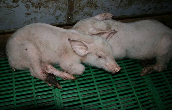 Инфекционные недуги свиней: предупреждаем опасные болезни с фото