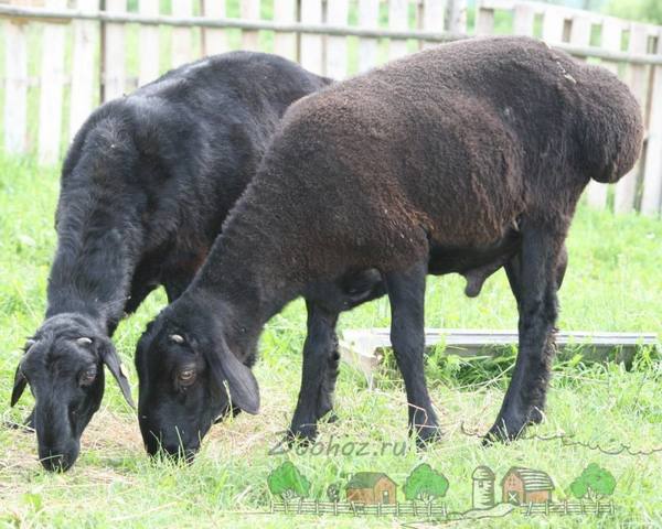 Эдильбаевские овцы - одни из лучших для разведения в домашнем хозяйстве - фото