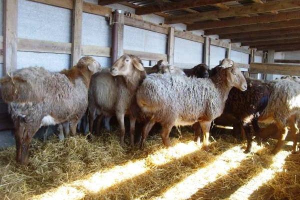 Мясные овцы: какую породу выбрать - фото