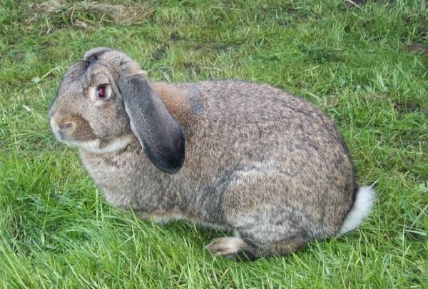 Немецкие великаны Ризен: все о породе кроликов - фото