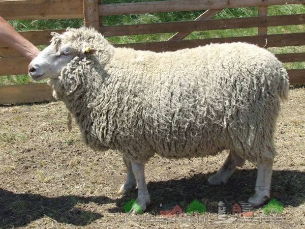 Овцы прекос - красотки родом из Франции - фото