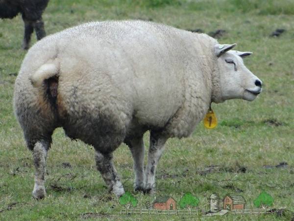 Тексель - мясошерстная порода овец с отличными характеристиками с фото